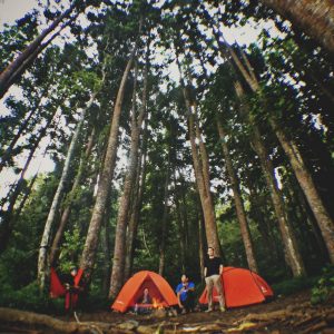 Kemah di tengah hutan